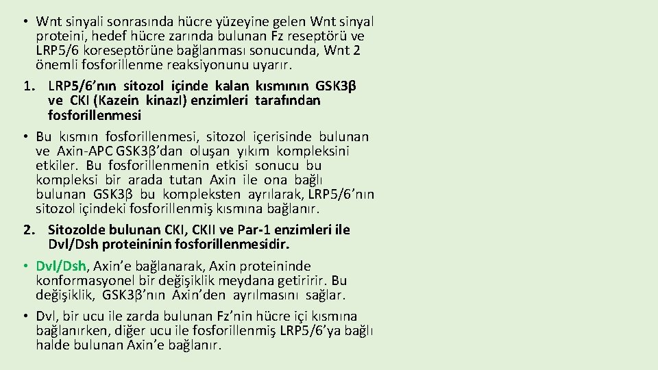  • Wnt sinyali sonrasında hücre yüzeyine gelen Wnt sinyal proteini, hedef hücre zarında