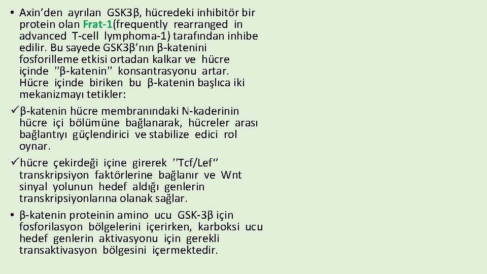 • Axin’den ayrılan GSK 3β, hücredeki inhibitör bir protein olan Frat-1(frequently rearranged in