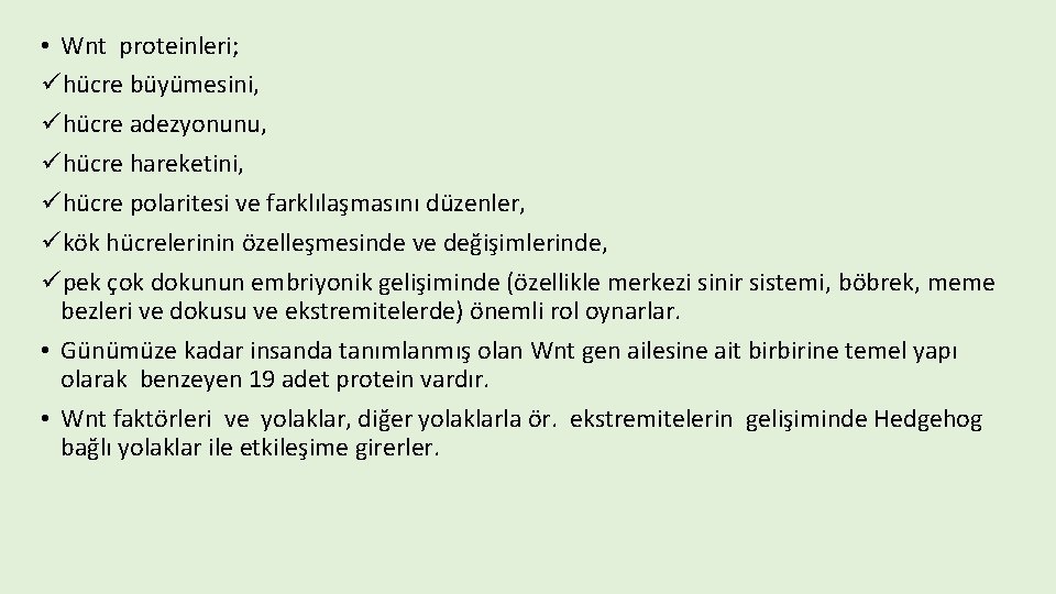  • Wnt proteinleri; ühücre büyümesini, ühücre adezyonunu, ühücre hareketini, ühücre polaritesi ve farklılaşmasını