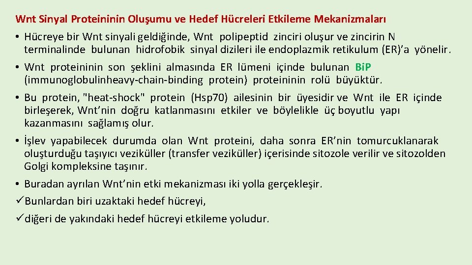 Wnt Sinyal Proteininin Oluşumu ve Hedef Hücreleri Etkileme Mekanizmaları • Hücreye bir Wnt sinyali