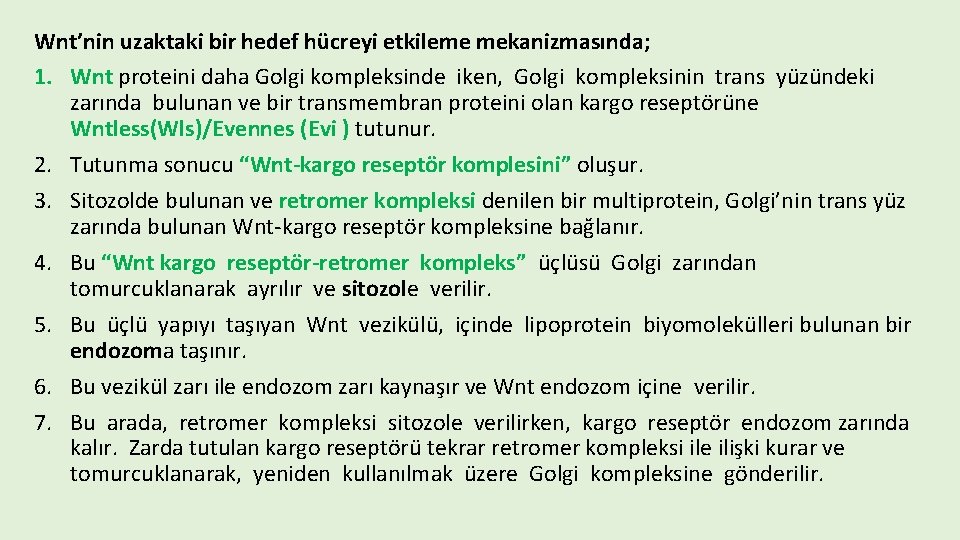 Wnt’nin uzaktaki bir hedef hücreyi etkileme mekanizmasında; 1. Wnt proteini daha Golgi kompleksinde iken,