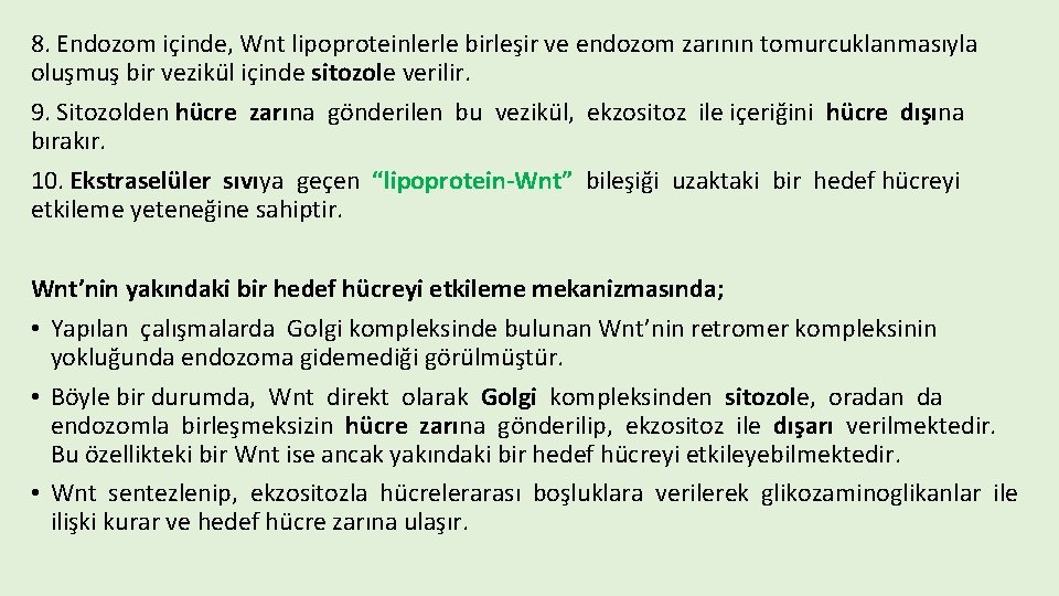 8. Endozom içinde, Wnt lipoproteinlerle birleşir ve endozom zarının tomurcuklanmasıyla oluşmuş bir vezikül içinde