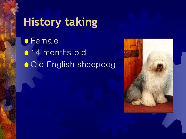 History taking ® Female ® 14 months old ® Old English sheepdog 