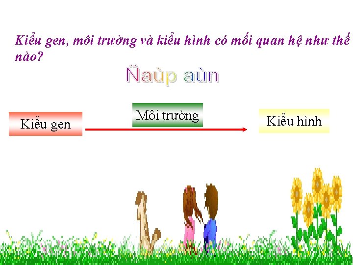 Kiểu gen, môi trường và kiểu hình có mối quan hệ như thế nào?