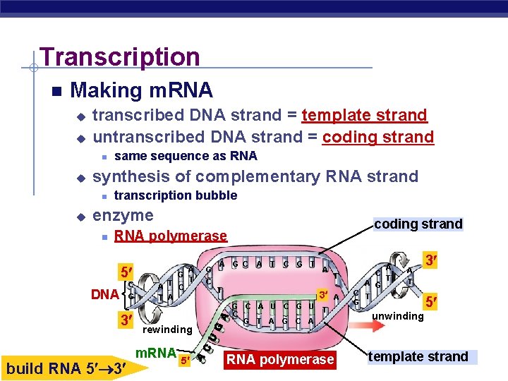 Transcription Making m. RNA u u transcribed DNA strand = template strand untranscribed DNA