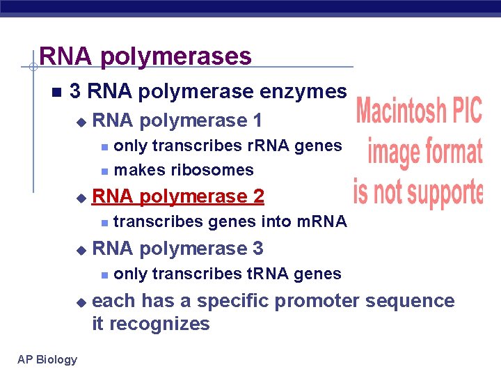 RNA polymerases 3 RNA polymerase enzymes u RNA polymerase 1 only transcribes r. RNA
