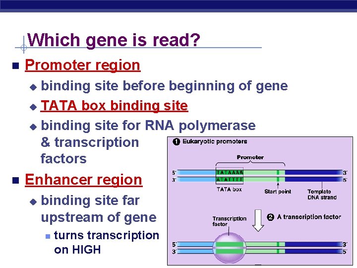 Which gene is read? Promoter region binding site before beginning of gene u TATA