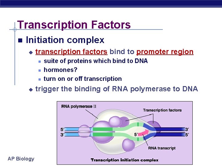 Transcription Factors Initiation complex u transcription factors bind to promoter region u AP Biology