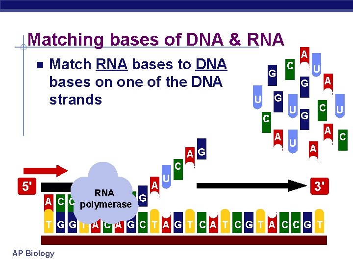 Matching bases of DNA & RNA Match RNA bases to DNA bases on one