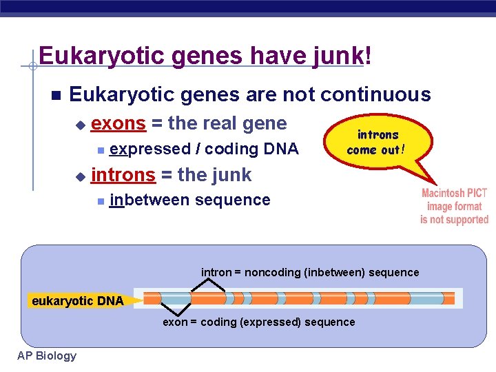 Eukaryotic genes have junk! Eukaryotic genes are not continuous u exons = the real