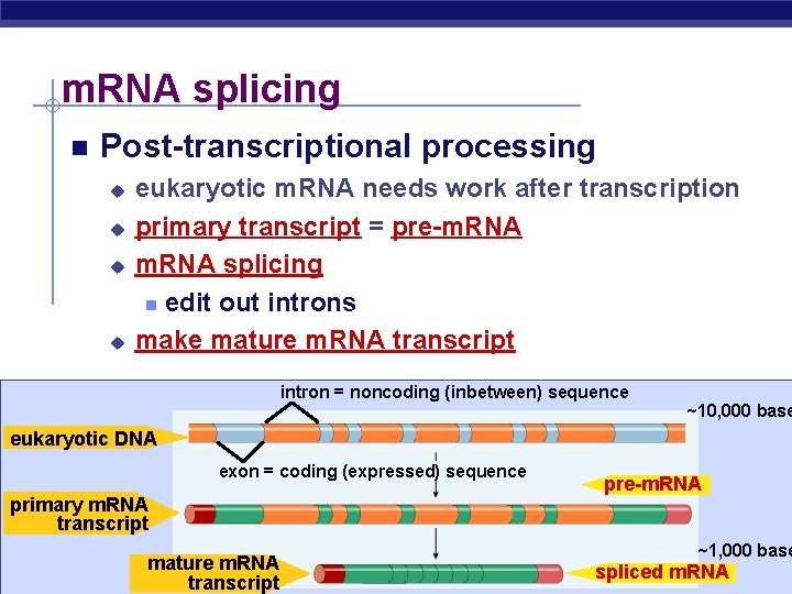 m. RNA splicing Post-transcriptional processing u u eukaryotic m. RNA needs work after transcription