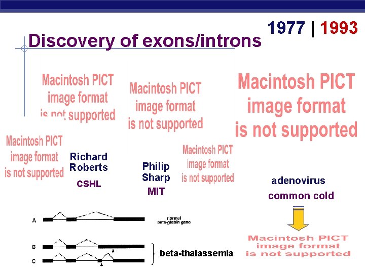 Discovery of exons/introns Richard Roberts CSHL AP Biology Philip Sharp MIT beta-thalassemia 1977 |