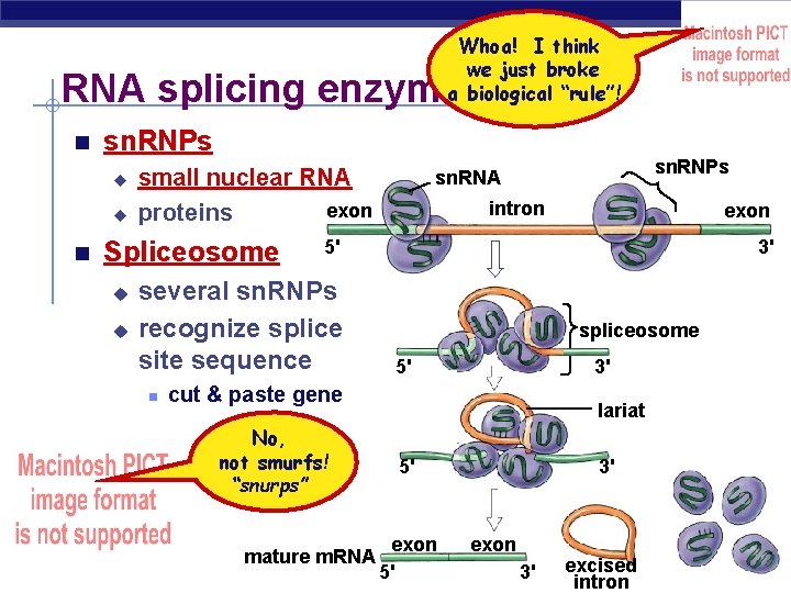 Whoa! I think we just broke a biological “rule”! RNA splicing enzymes sn. RNPs