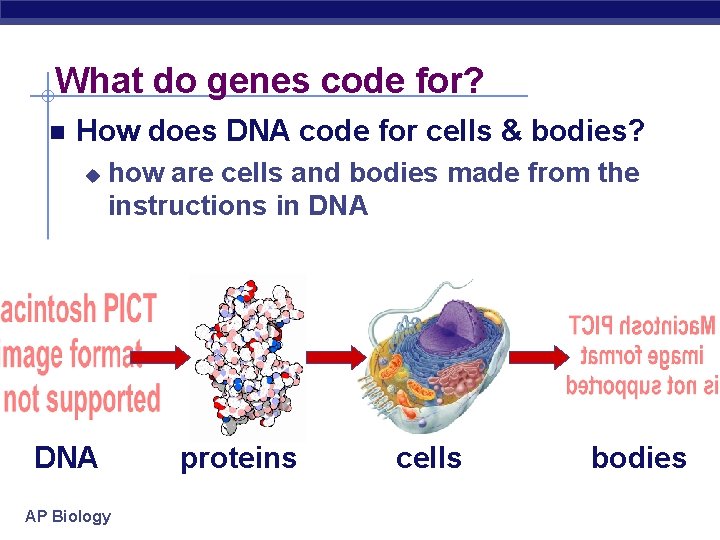 What do genes code for? How does DNA code for cells & bodies? u