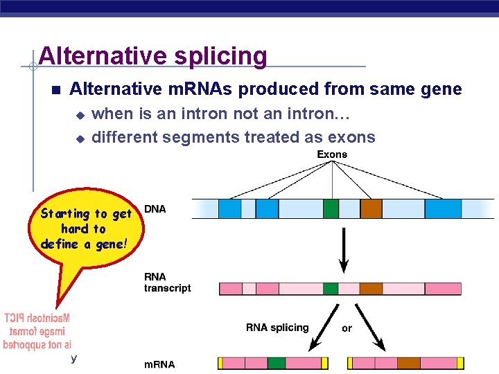 Alternative splicing Alternative m. RNAs produced from same gene u u when is an