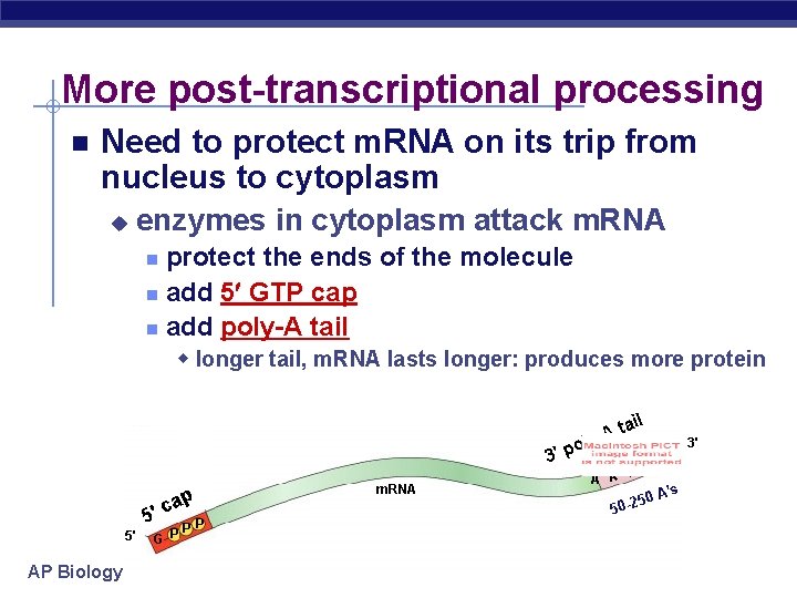 More post-transcriptional processing Need to protect m. RNA on its trip from nucleus to