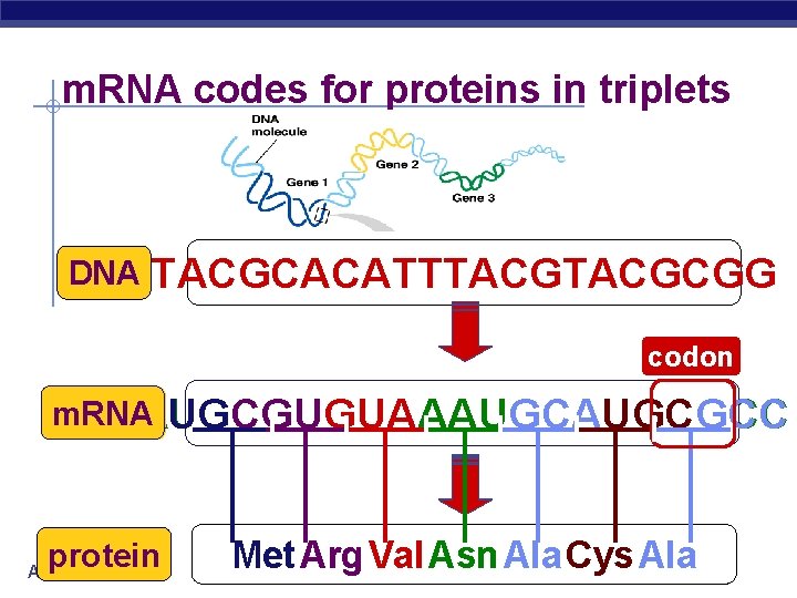 m. RNA codes for proteins in triplets DNA TACGCACATTTACGCGG codon m. RNA AUGCGUGUAAAUGCGCC ?