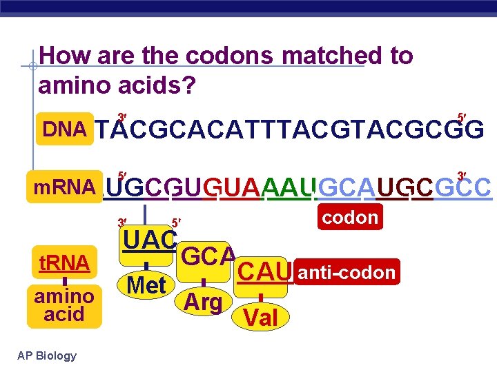 How are the codons matched to amino acids? DNA 3 5 5 3 TACGCACATTTACGCGG