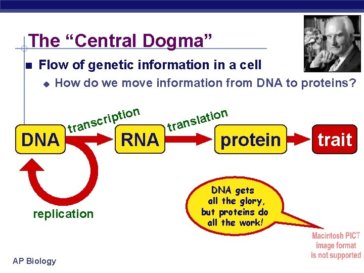 The “Central Dogma” Flow of genetic information in a cell u How do we