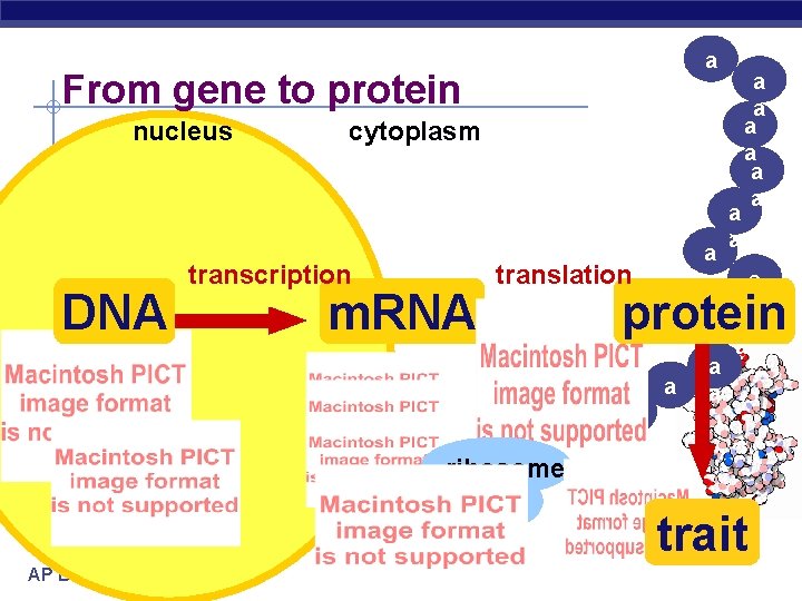 a a From gene to protein nucleus DNA cytoplasm transcription m. RNA a a