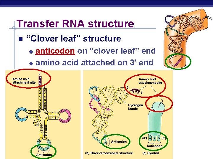 Transfer RNA structure “Clover leaf” structure anticodon on “clover leaf” end u amino acid
