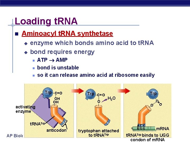 Loading t. RNA Aminoacyl t. RNA synthetase u u enzyme which bonds amino acid