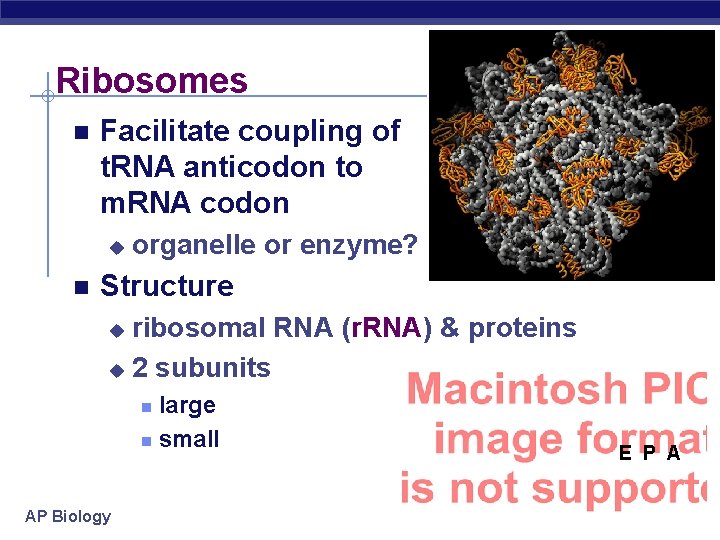 Ribosomes Facilitate coupling of t. RNA anticodon to m. RNA codon u organelle or