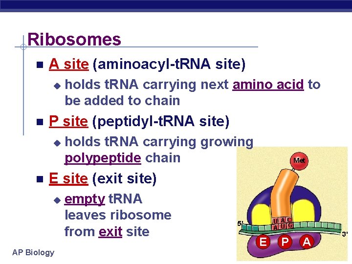 Ribosomes A site (aminoacyl-t. RNA site) u P site (peptidyl-t. RNA site) u holds