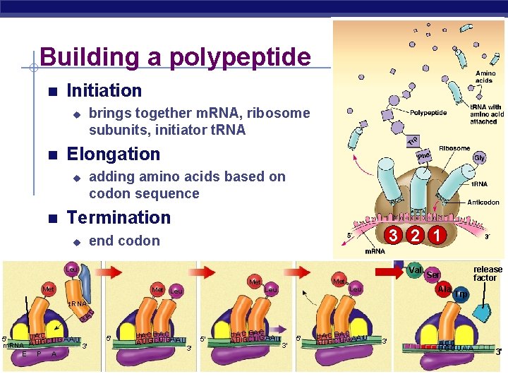 Building a polypeptide Initiation brings together m. RNA, ribosome subunits, initiator t. RNA u