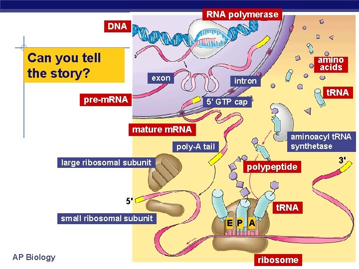 RNA polymerase DNA Can you tell the story? amino acids exon intron t. RNA