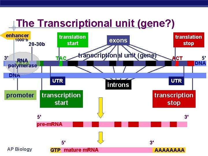 The Transcriptional unit (gene? ) enhancer 1000+b 3' 20 -30 b RNA TATA polymerase