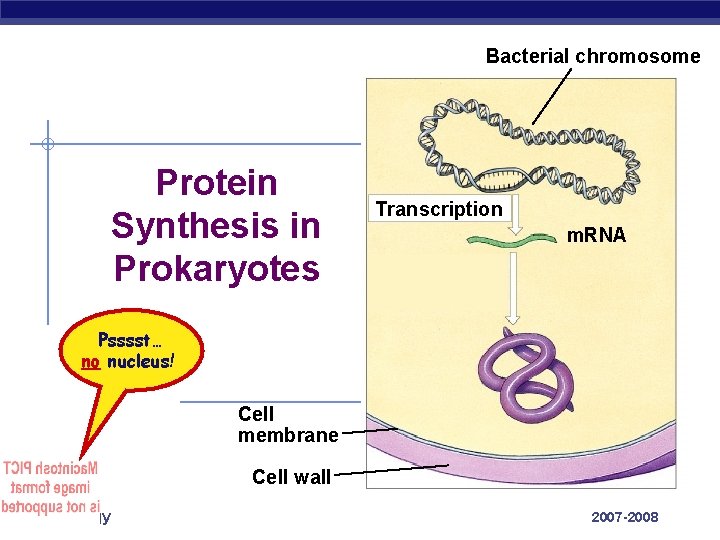 Bacterial chromosome Protein Synthesis in Prokaryotes Transcription m. RNA Psssst… no nucleus! Cell membrane