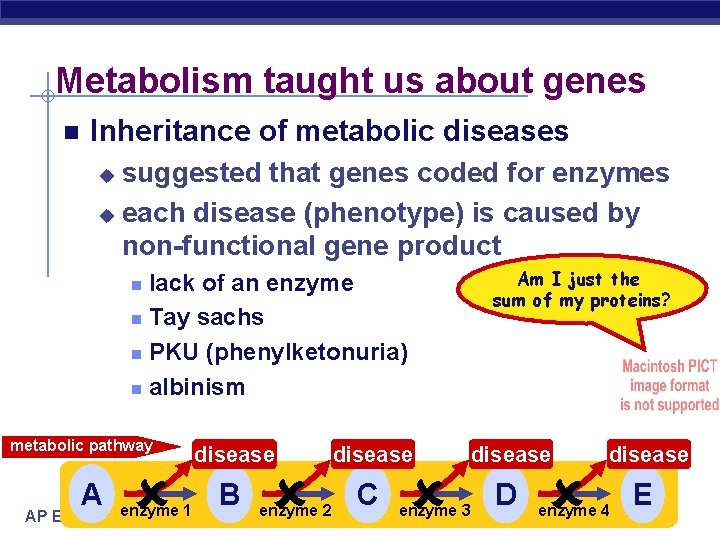 Metabolism taught us about genes Inheritance of metabolic diseases suggested that genes coded for