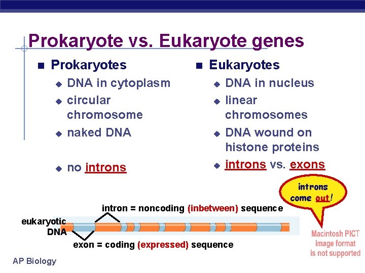 Prokaryote vs. Eukaryote genes Prokaryotes u DNA in cytoplasm circular chromosome naked DNA u