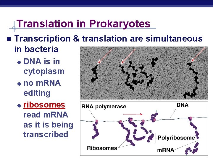 Translation in Prokaryotes Transcription & translation are simultaneous in bacteria DNA is in cytoplasm