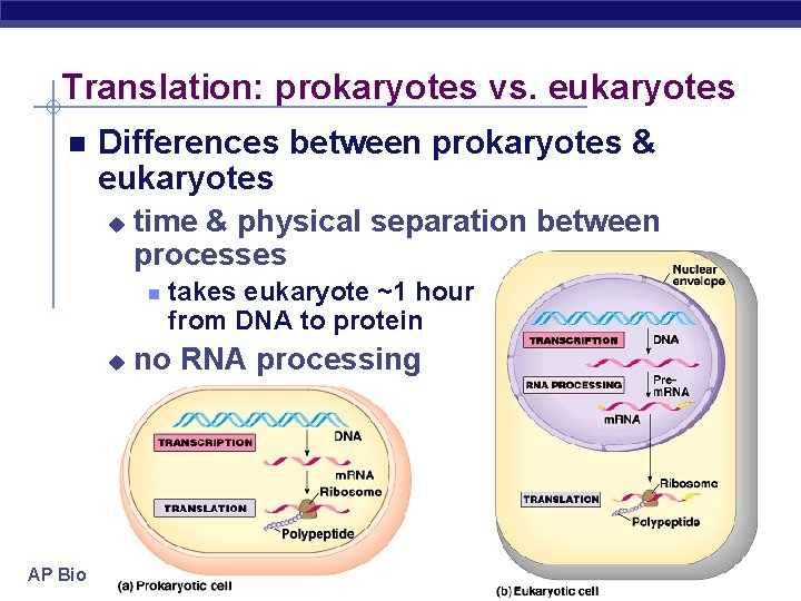Translation: prokaryotes vs. eukaryotes Differences between prokaryotes & eukaryotes u time & physical separation