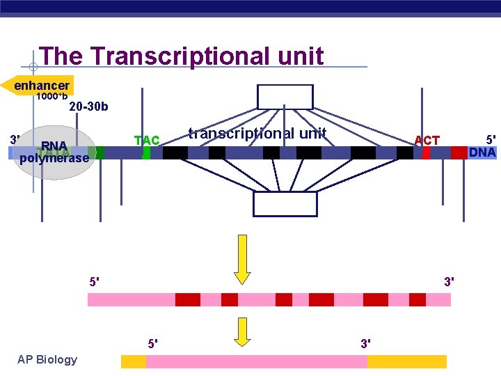 The Transcriptional unit enhancer 1000+b 3' exons 20 -30 b RNA TATA polymerase TAC