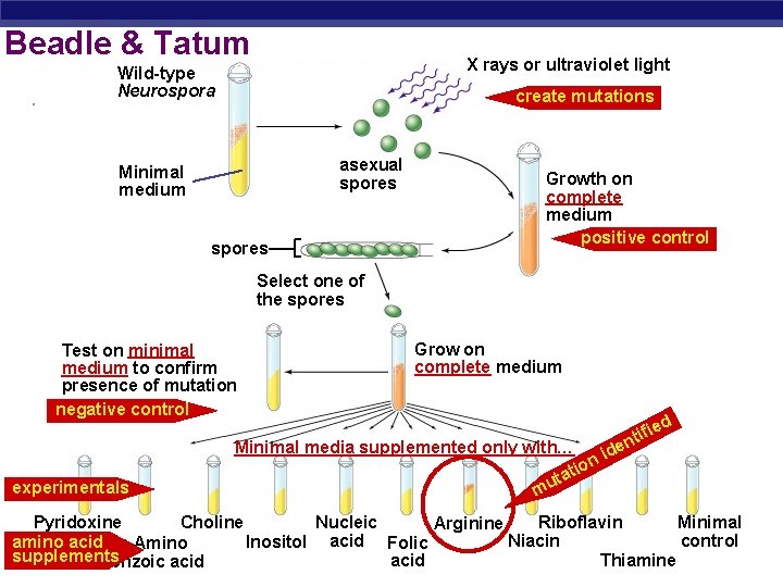 Beadle & Tatum X rays or ultraviolet light Wild-type Neurospora create mutations asexual spores