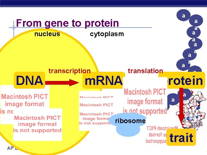 a a From gene to protein nucleus DNA cytoplasm transcription m. RNA a a