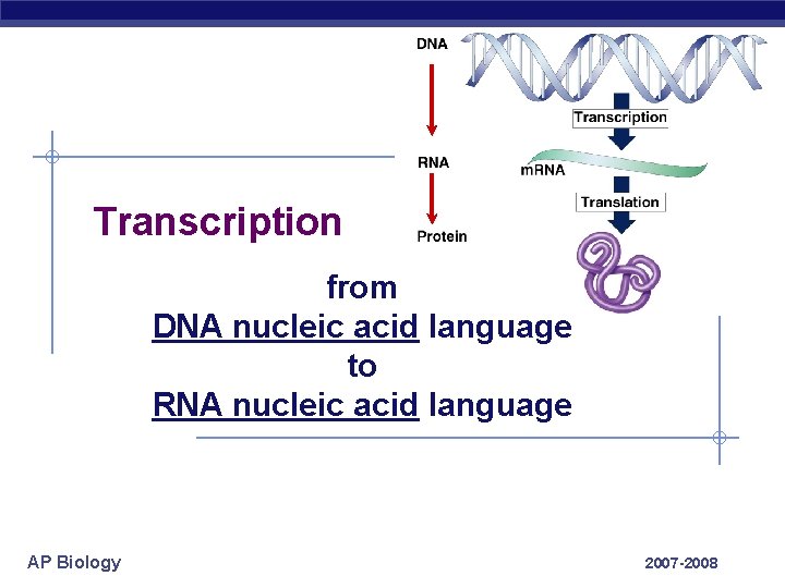 Transcription from DNA nucleic acid language to RNA nucleic acid language AP Biology 2007