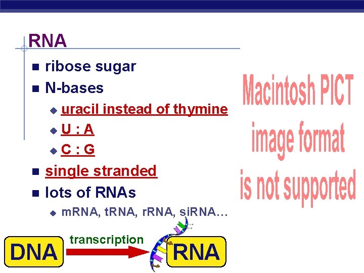 RNA ribose sugar N-bases uracil instead of thymine u. U : A u. C