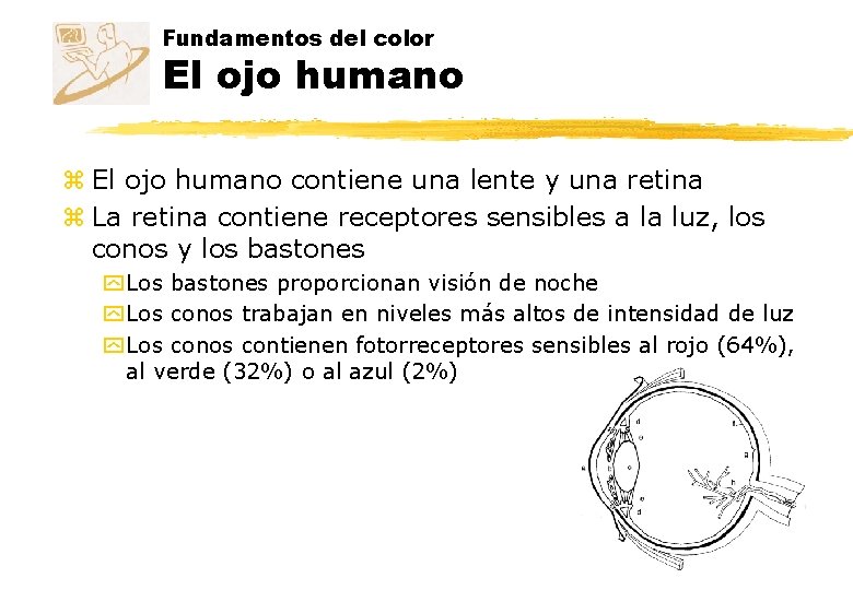 Fundamentos del color El ojo humano z El ojo humano contiene una lente y