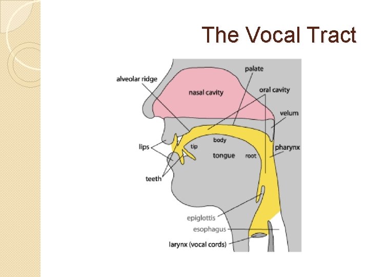 The Vocal Tract 