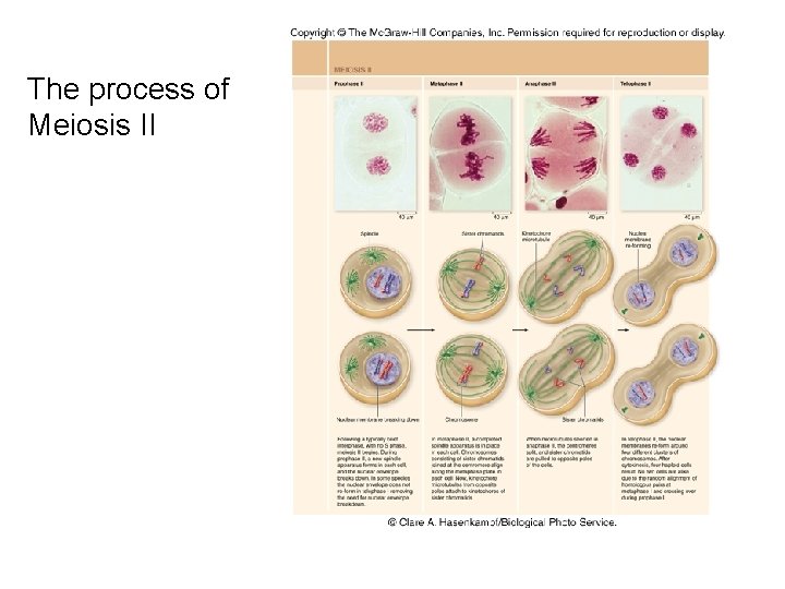 The process of Meiosis II 