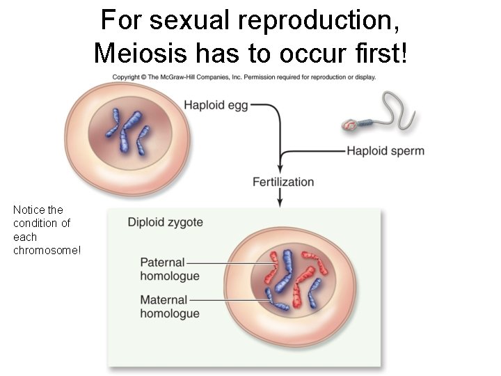 For sexual reproduction, Meiosis has to occur first! Notice the condition of each chromosome!