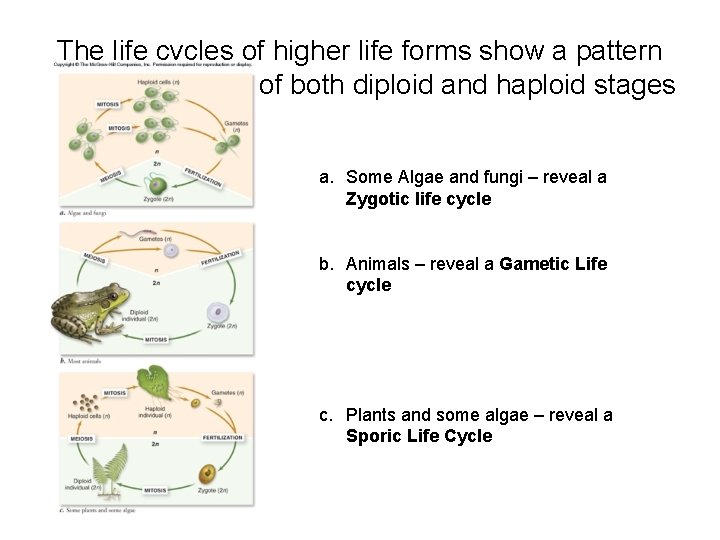 The life cycles of higher life forms show a pattern of both diploid and