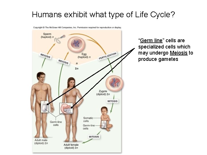 Humans exhibit what type of Life Cycle? “Germ line” cells are specialized cells which