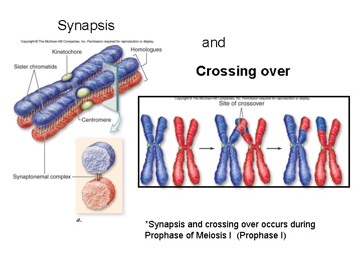 Synapsis and Crossing over *Synapsis and crossing over occurs during Prophase of Meiosis I