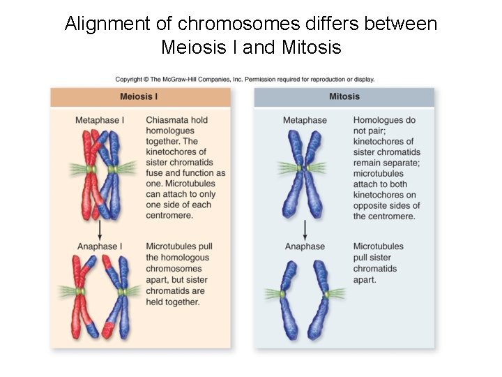 Alignment of chromosomes differs between Meiosis I and Mitosis 