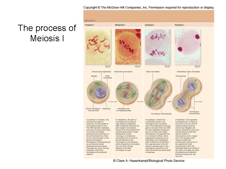 The process of Meiosis I 